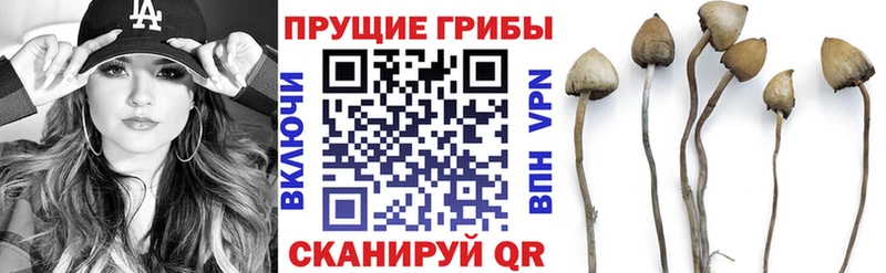 кракен ONION  Дегтярск  Галлюциногенные грибы Psilocybine cubensis 